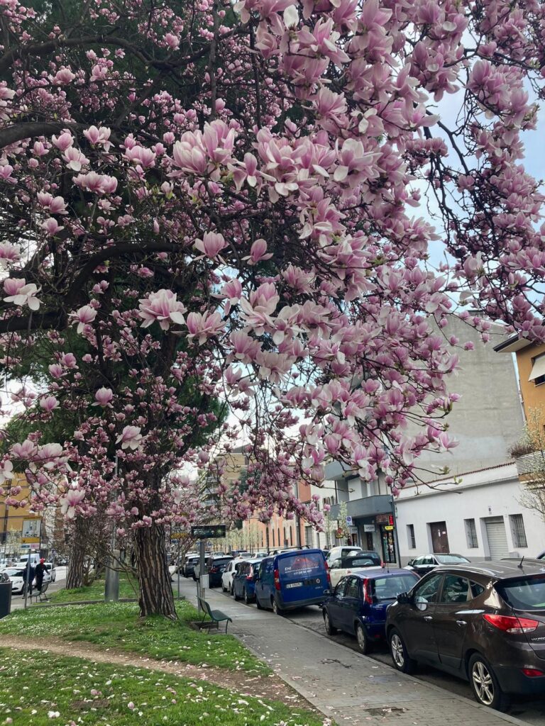 blühender Baum in Udine.