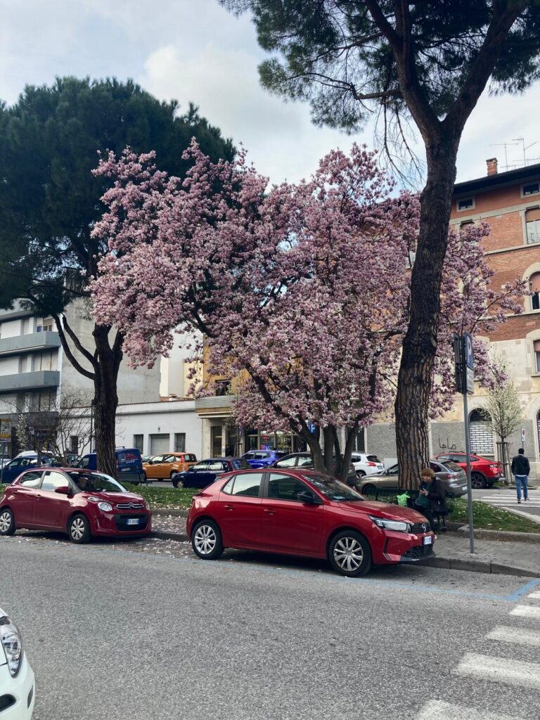 blühender Baum in Udine.